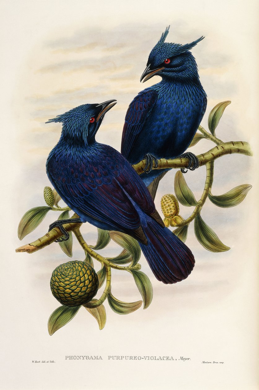 Manucode pourpre et violet - John Gould