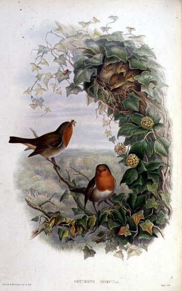 Rouge-gorge - John Gould