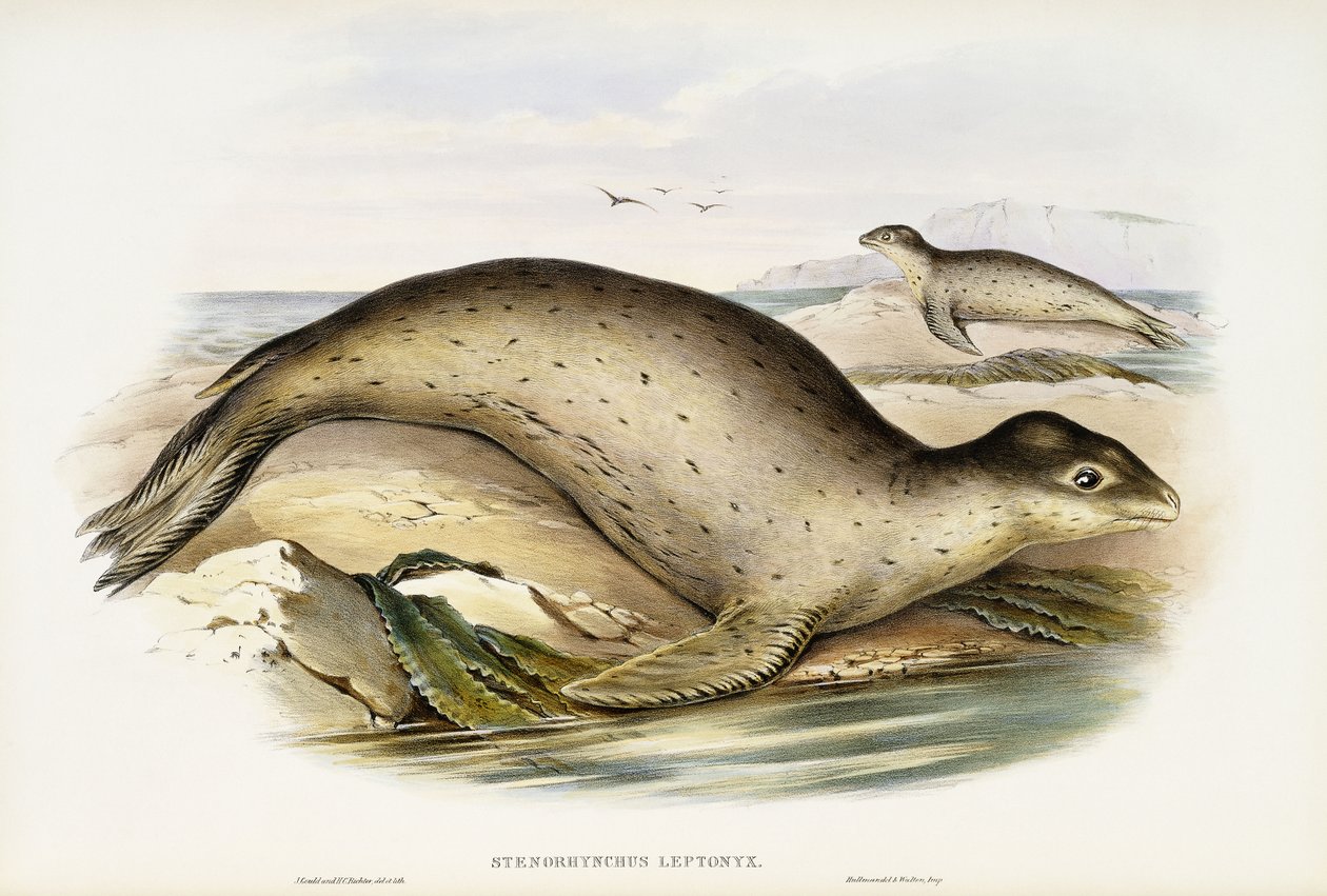 Léopard de mer - John Gould