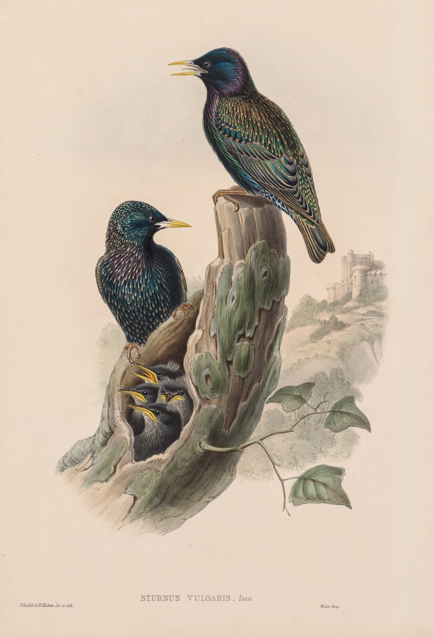 Sturnur Vulgaris - John Gould