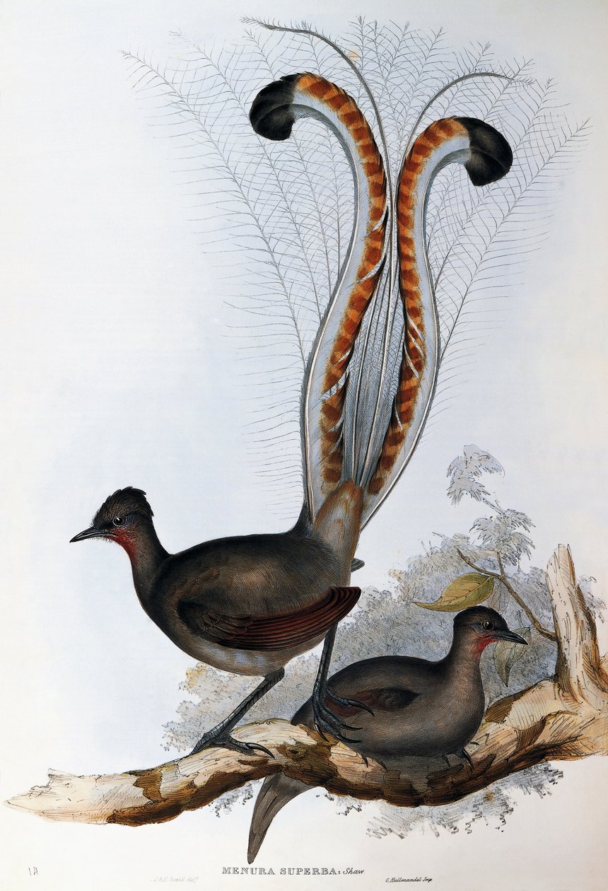 Ménure superbe (Menura superba) - John Gould
