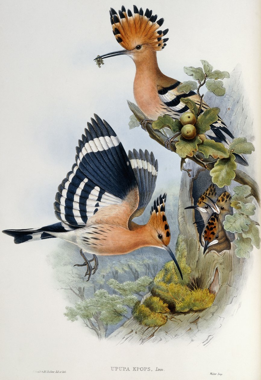 Upupa Epops - John Gould