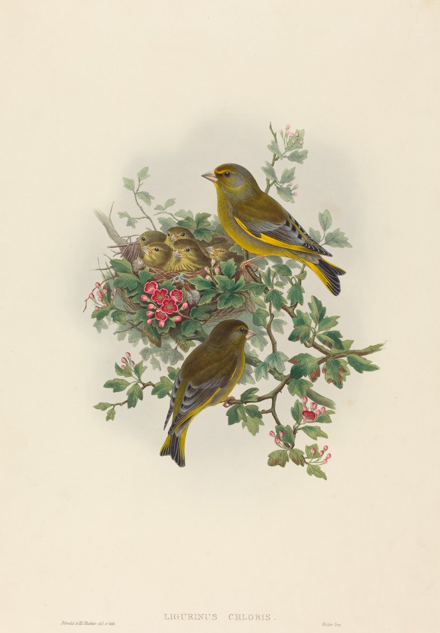 Verdier (Ligurinus chloris) - John Gould and H.C. Richter
