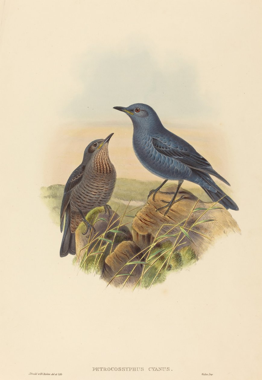 Petrocossyphus cyanus (Merle bleu) - John Gould and H.C. Richter