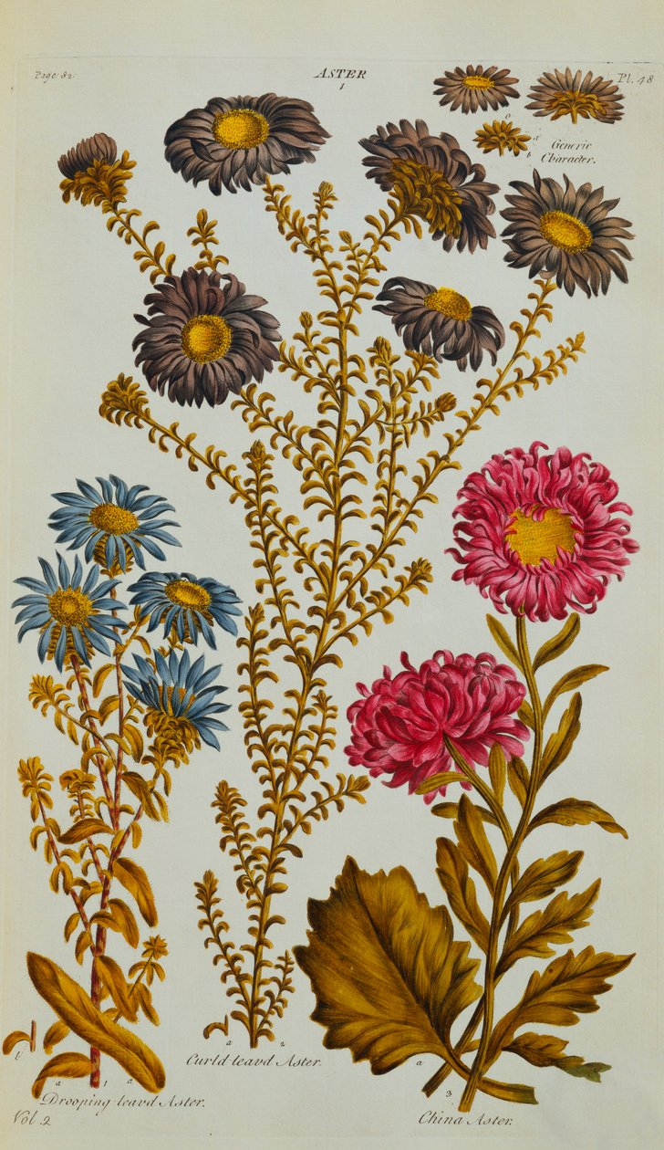 Aster - John Hill