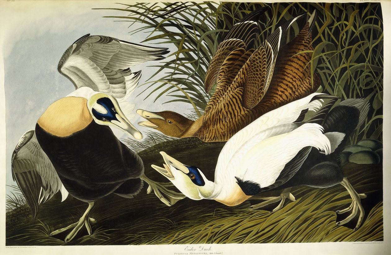 Eider mâle et femelle - John James (after) Audubon