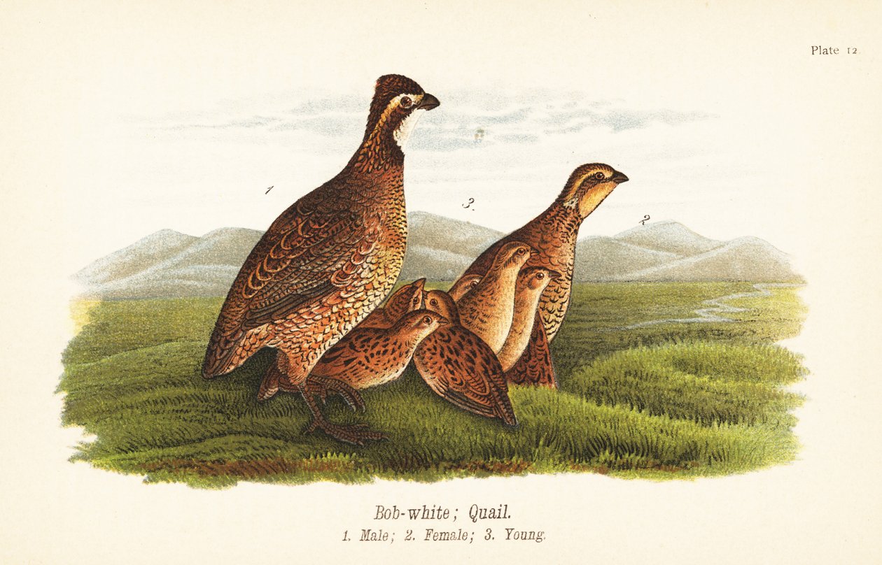 Colin de Virginie, Colinus virginianus - John James (after) Audubon