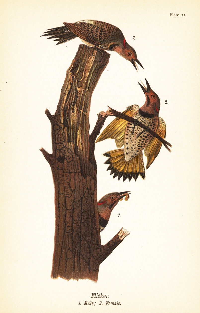 Pic flamboyant, Colaptes auratus - John James (after) Audubon