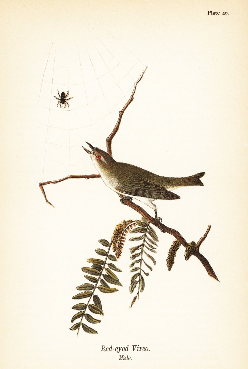 Viréo aux yeux rouges, Vireo olivaceus, mâle - John James (after) Audubon
