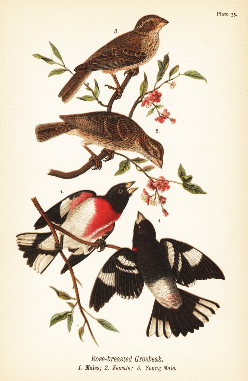 Cardinal à poitrine rose, Pheucticus ludovicianus - John James (after) Audubon