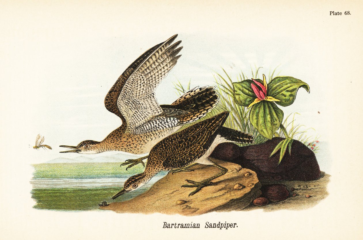 Maubèche des champs, Bartramia longicauda - John James (after) Audubon