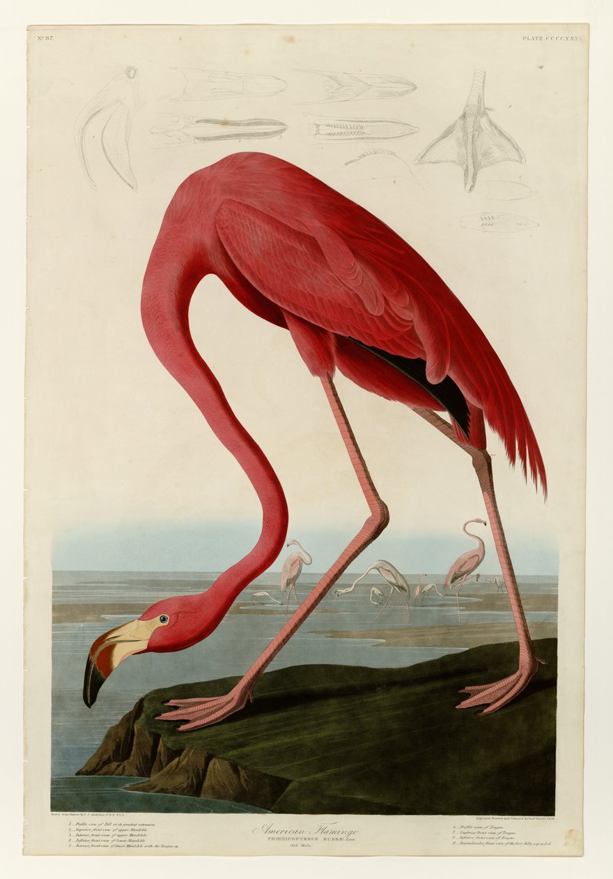 431 Flamant américain - John James Audubon