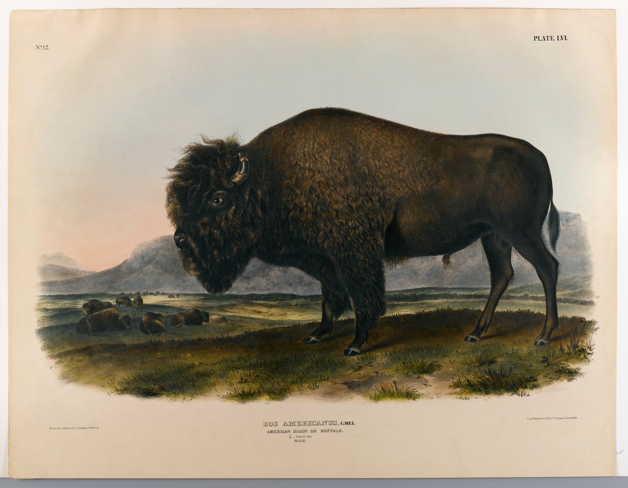 Bison ou buffle américain - John James Audubon