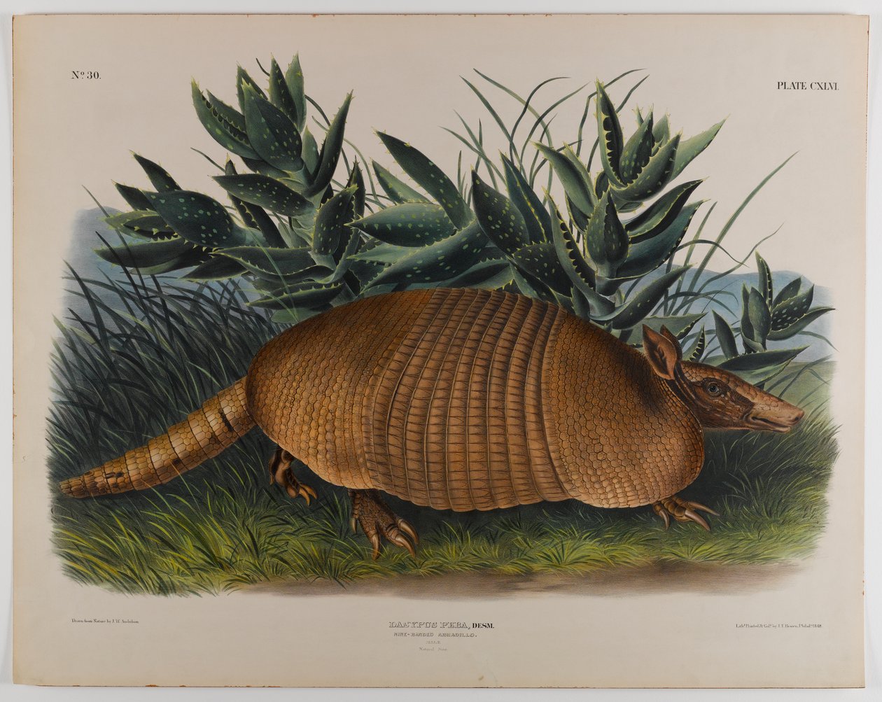 Tatou - John James Audubon