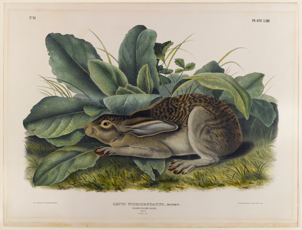 Lièvre à queue noire - John James Audubon