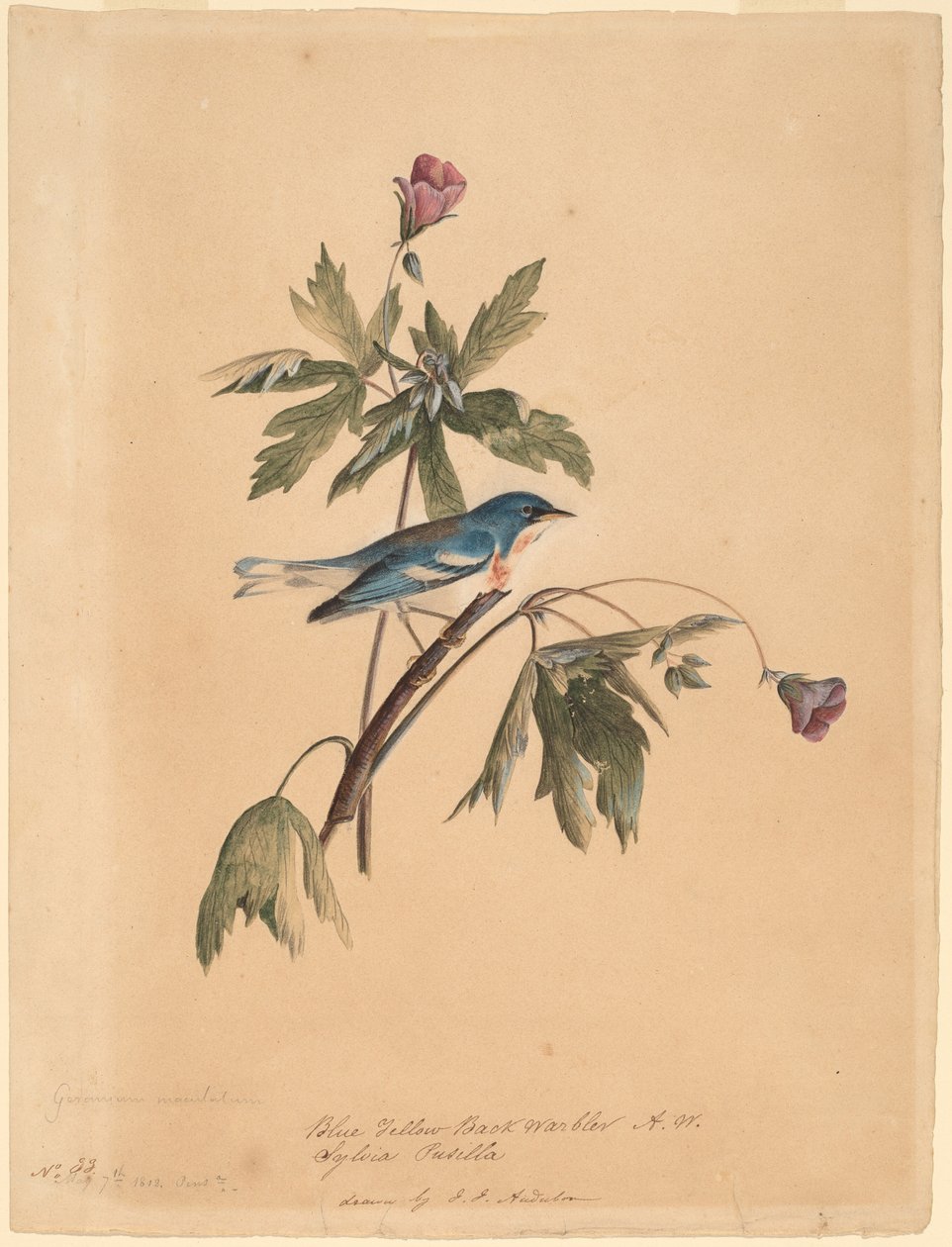 Paruline à dos bleu et jaune - John James Audubon