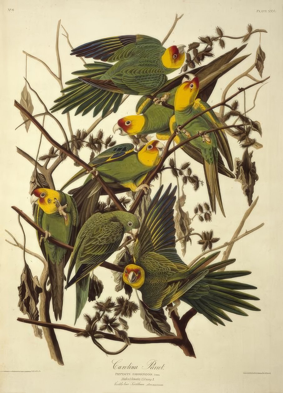 Perroquet de Caroline. Psittacus Carolinensis - John James Audubon