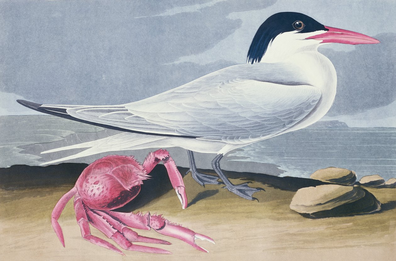 Sterne de Cayenne - John James Audubon