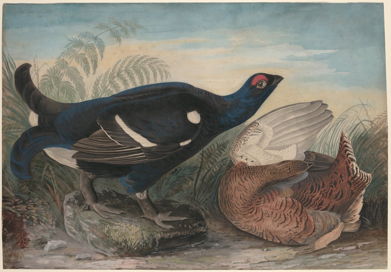 Coqs noirs anglais - John James Audubon
