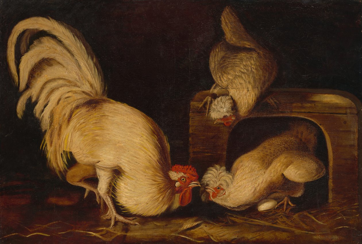 Volaille de basse-cour - John James Audubon