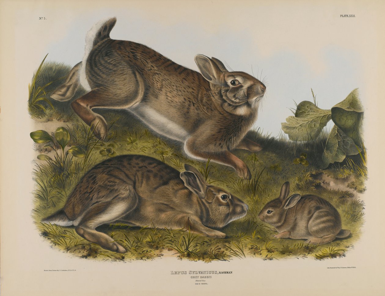Lapin gris - John James Audubon