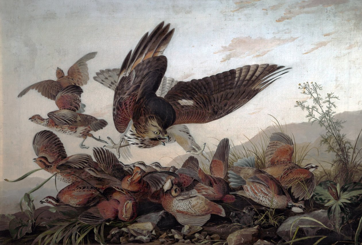 Faucons attaquant des perdrix, 1826 - John James Audubon