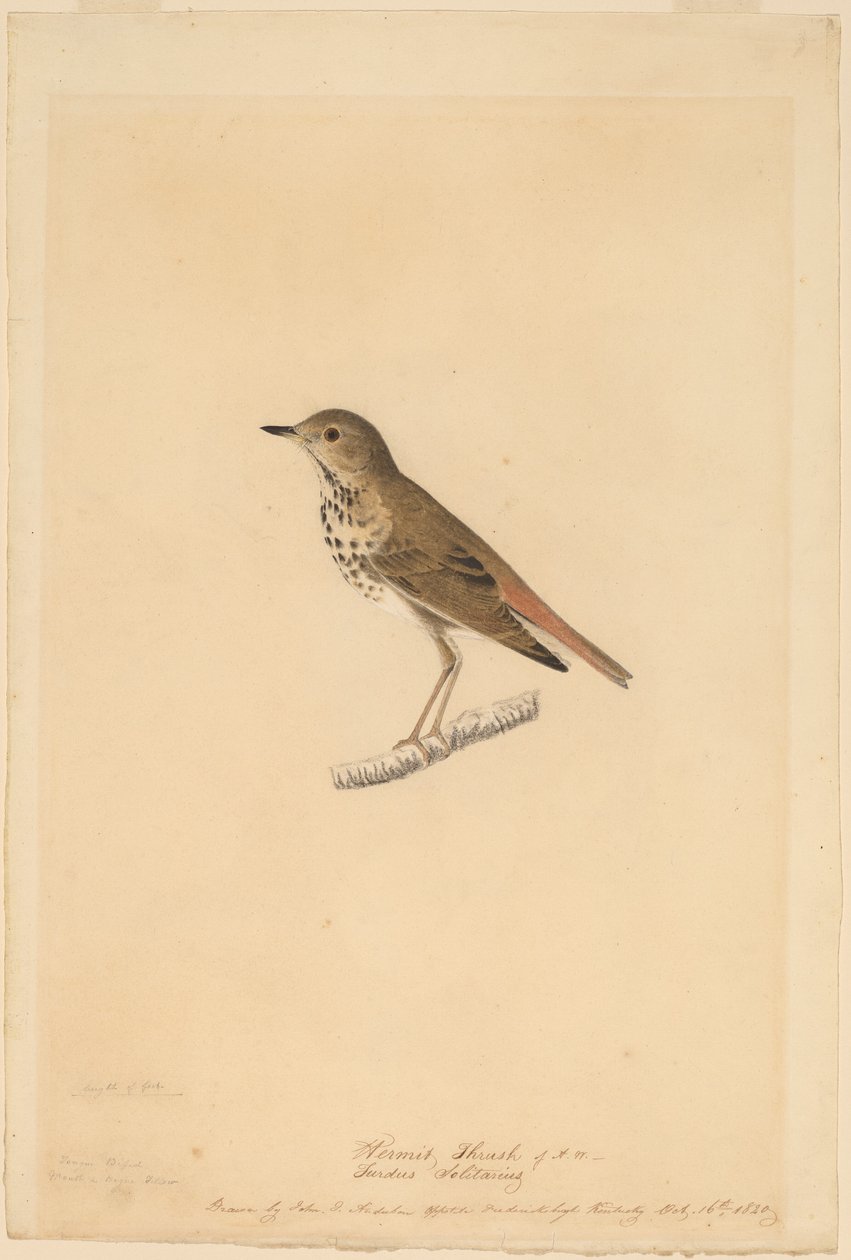 Grive solitaire - John James Audubon