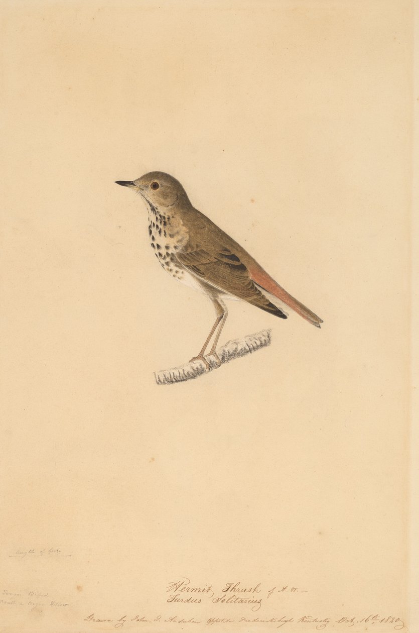 Grive ermite, 1820 - John James Audubon