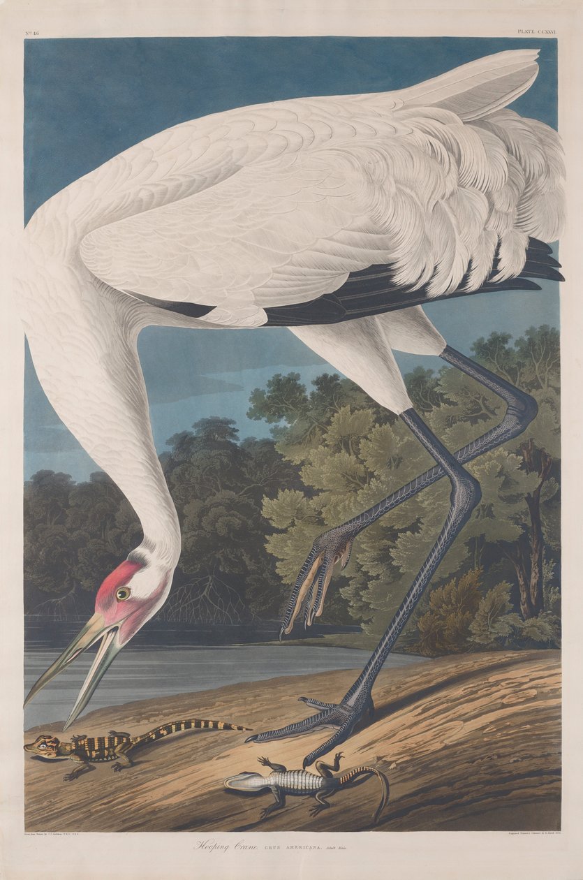 Grue blanche, 1834 - John James Audubon