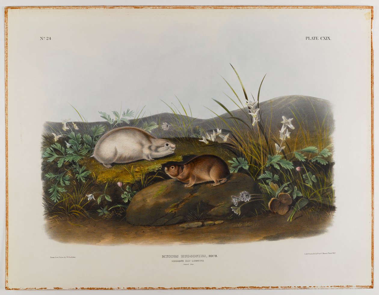 Lemming de la baie d