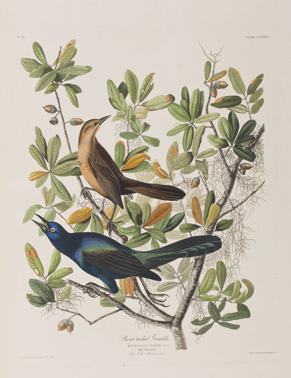 Illustration de 