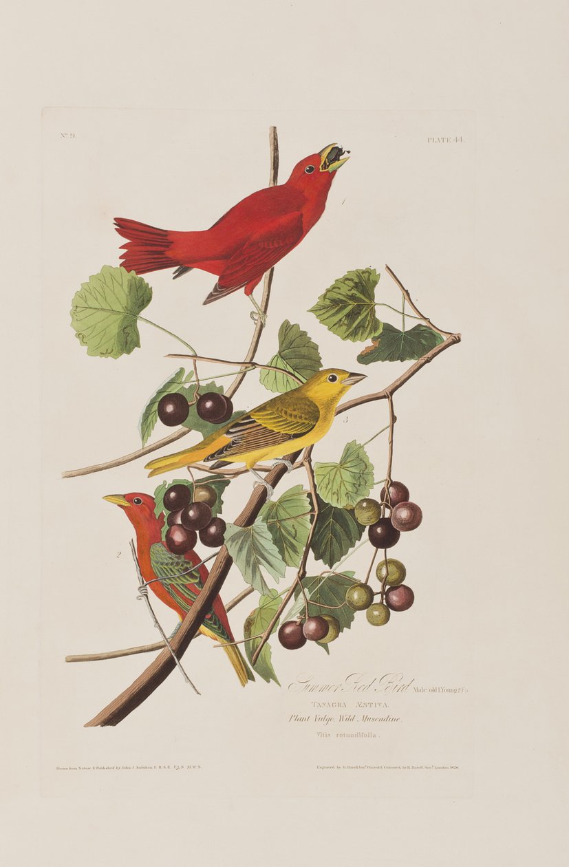 Illustration de 