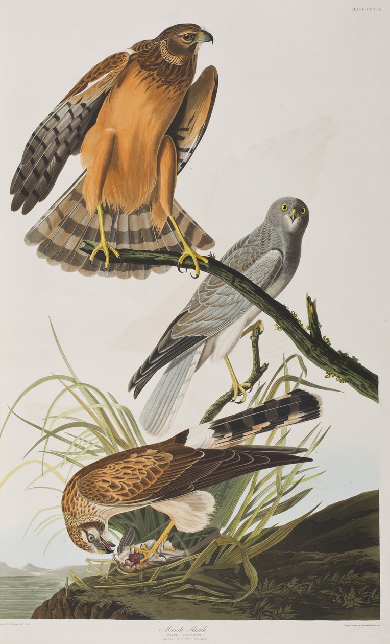 Illustration de 