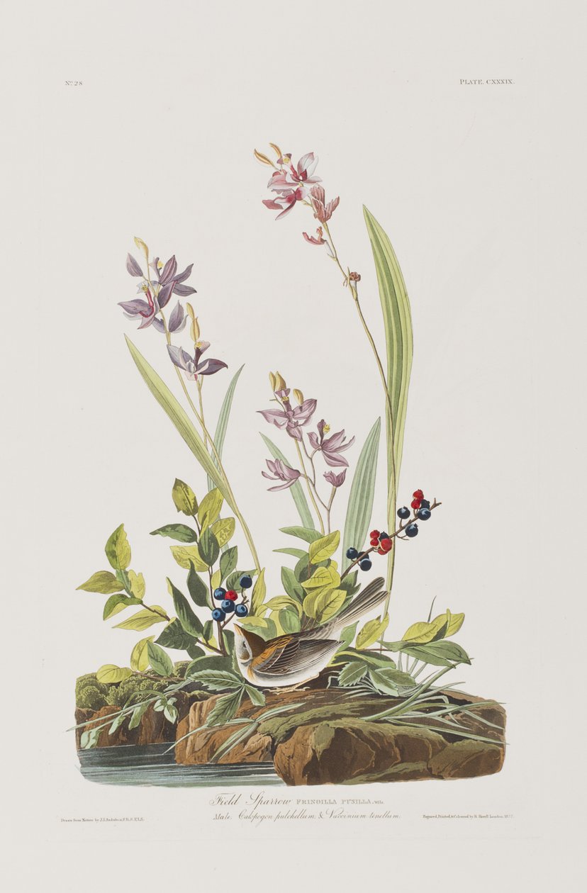 Illustration de 