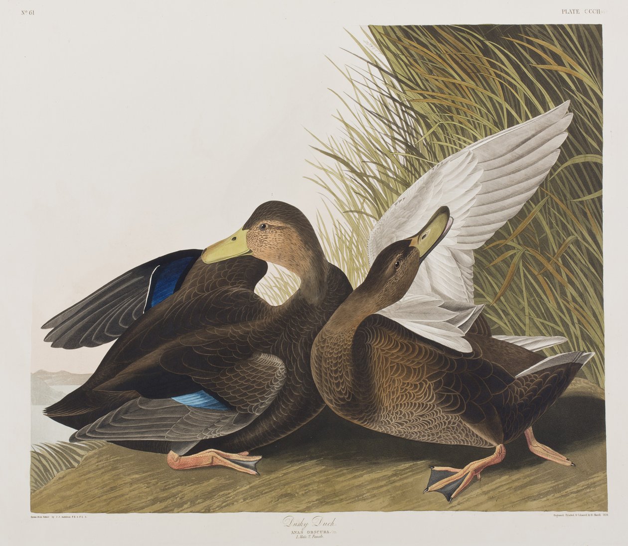Illustration de 
