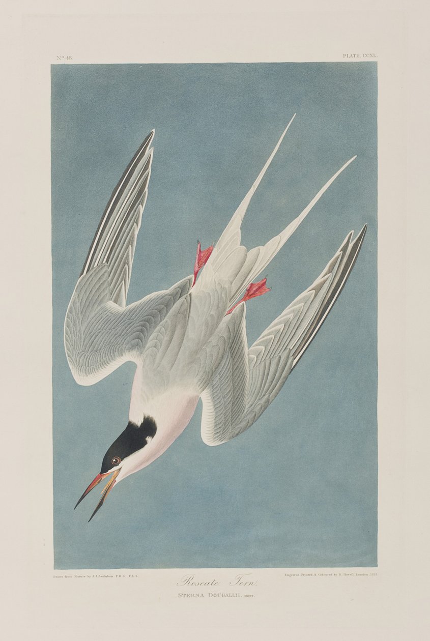 Illustration de 