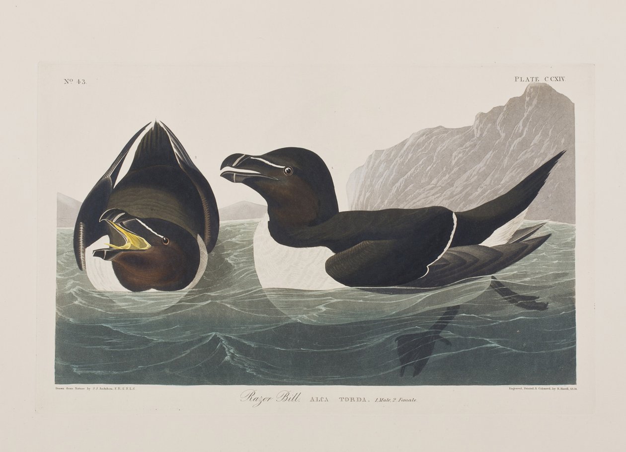 Illustration de 