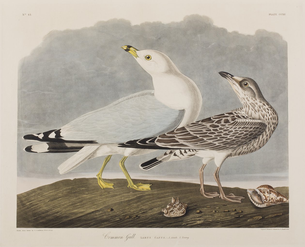 Illustration de 