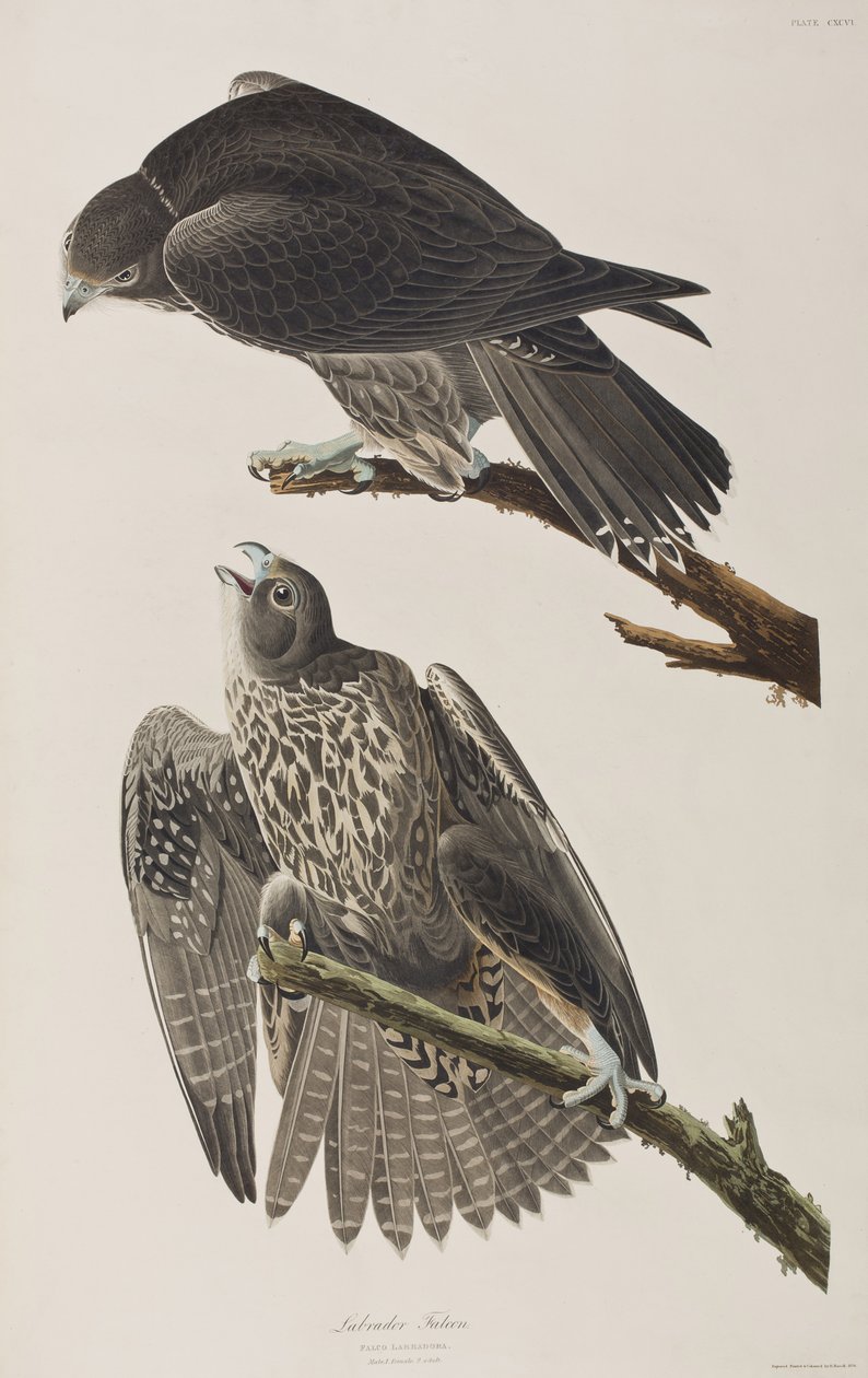 Illustration de 