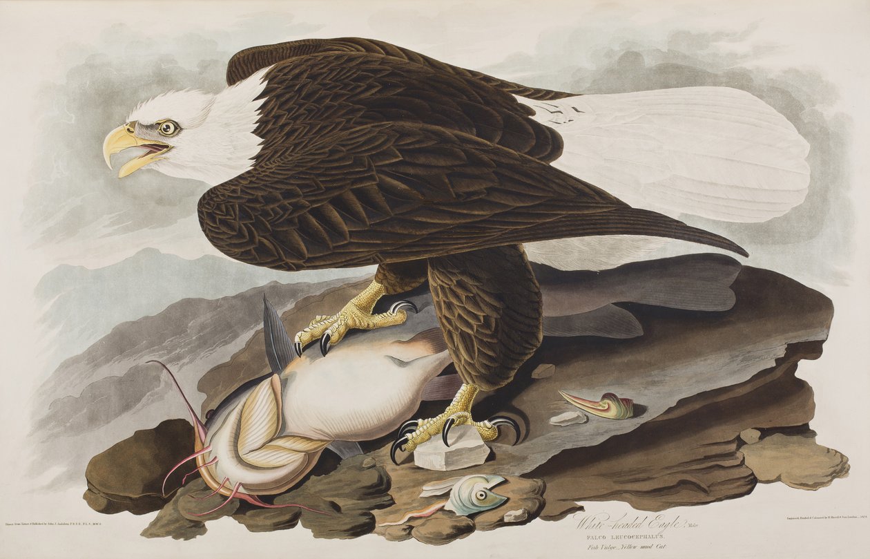 Illustration de 