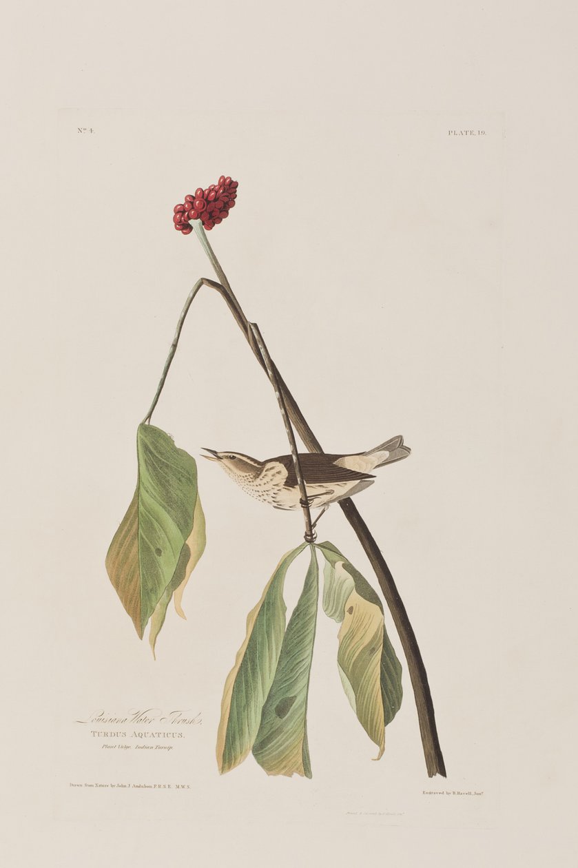 Illustration de 