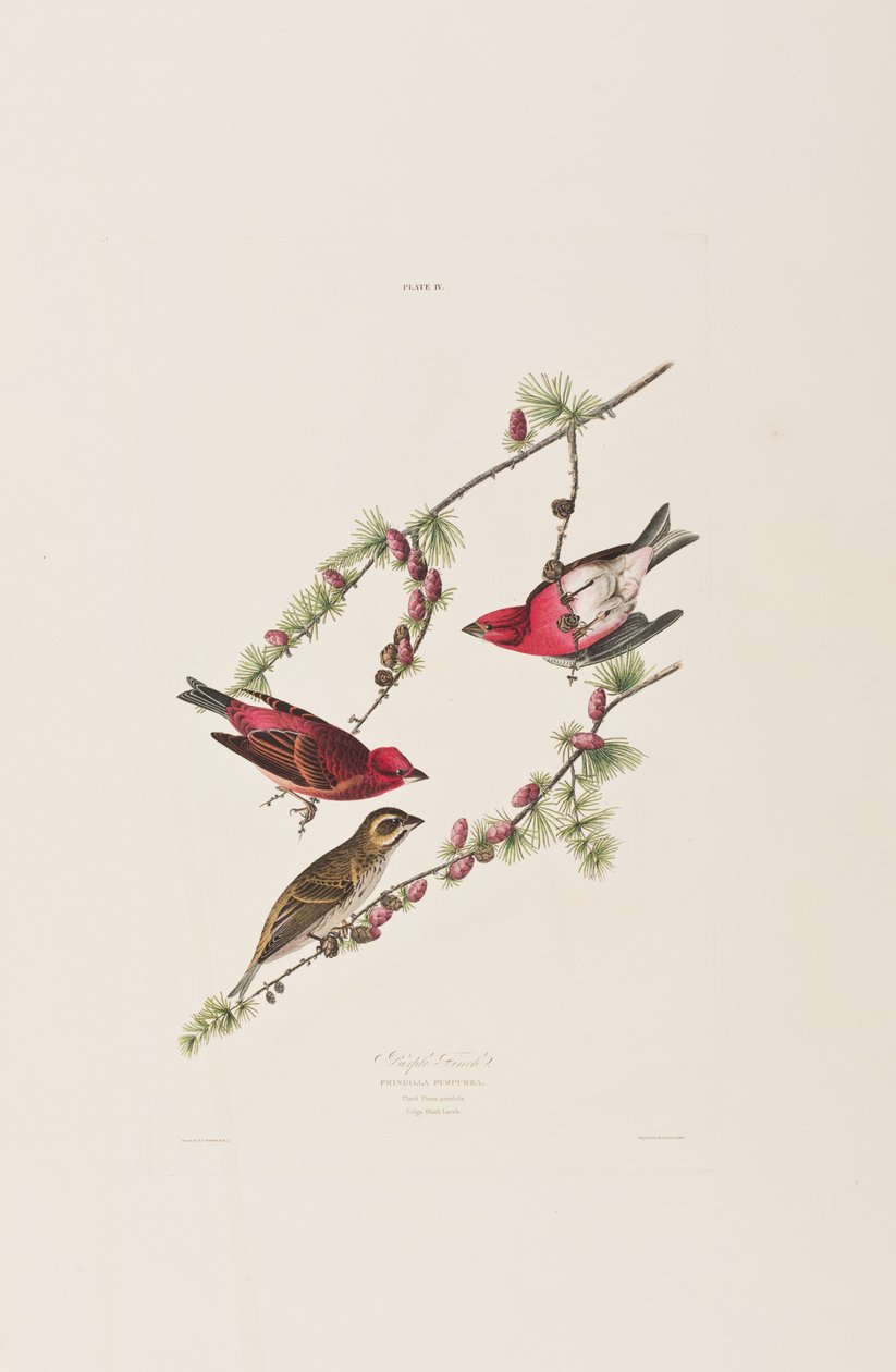 Illustration de 