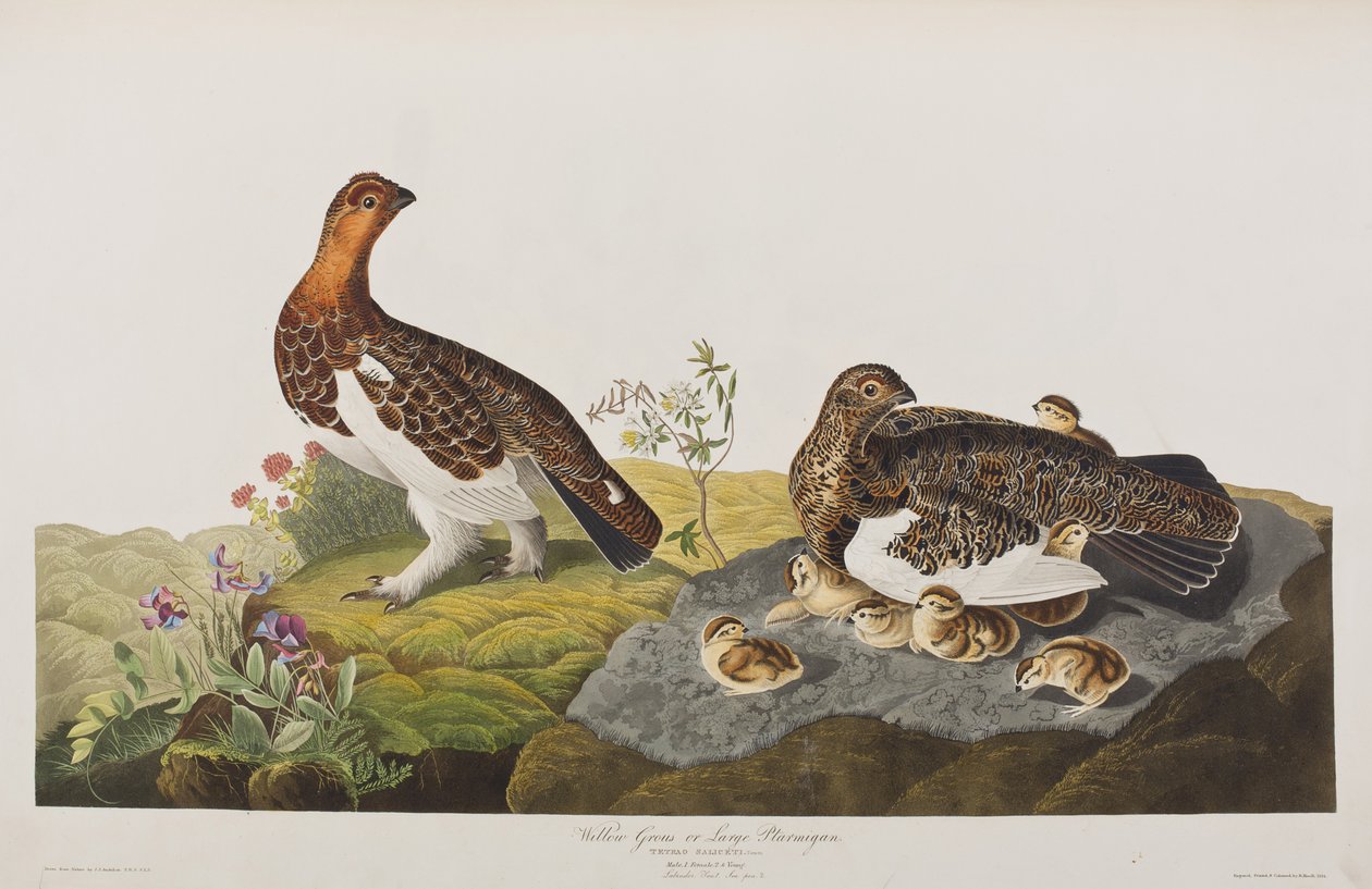 Illustration de 