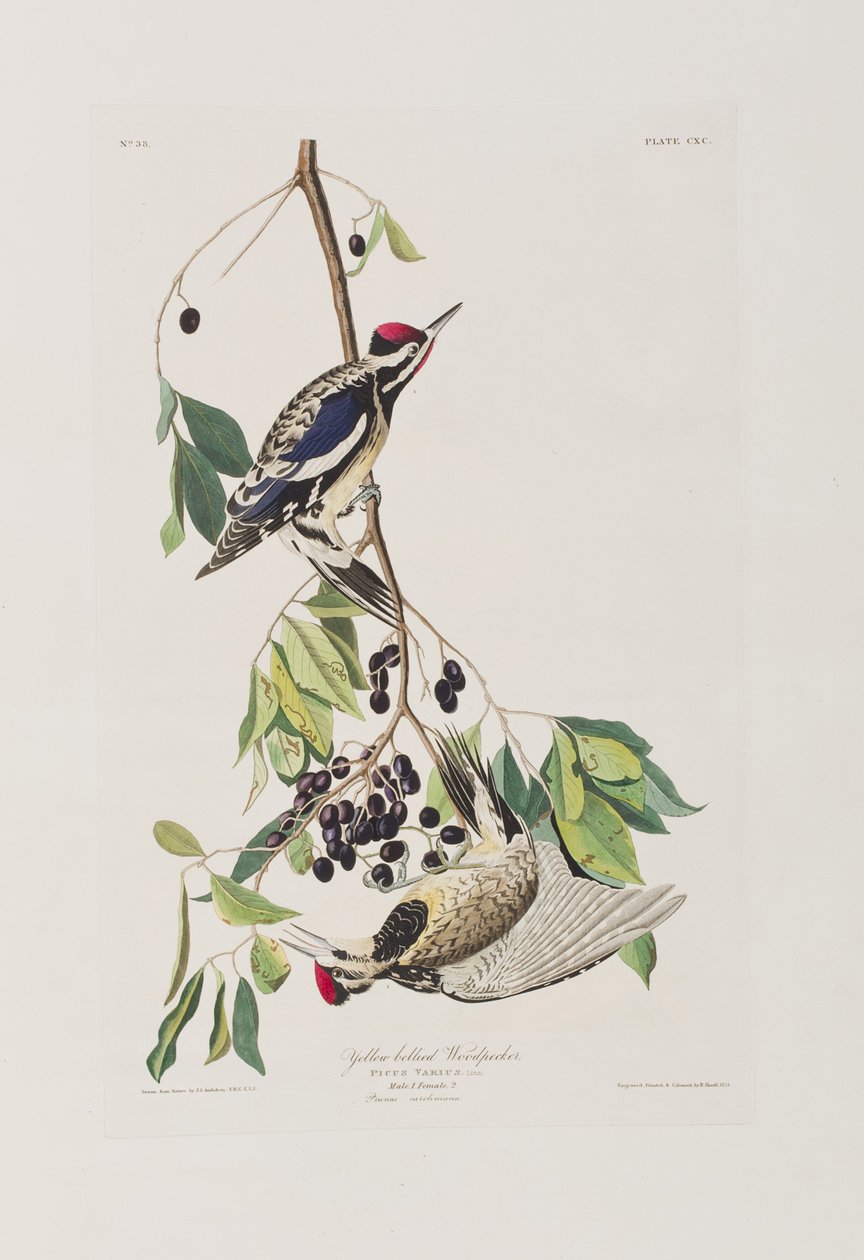 Illustration de 