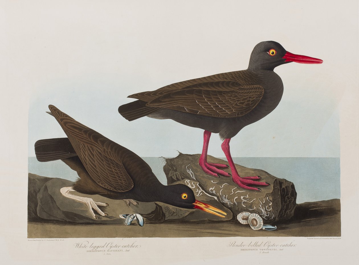 Illustration de 