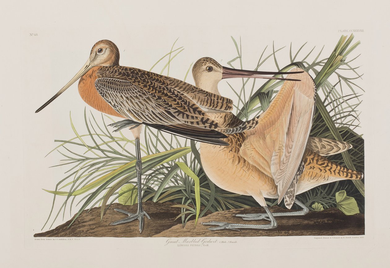 Illustration de 
