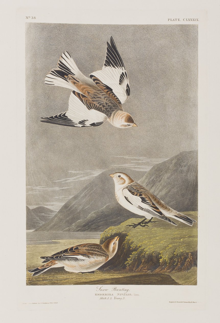 Illustration de 