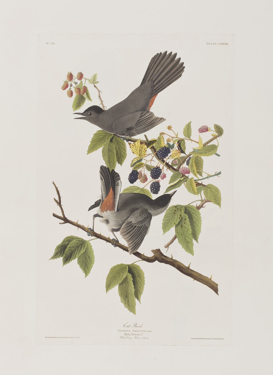 Illustration de 