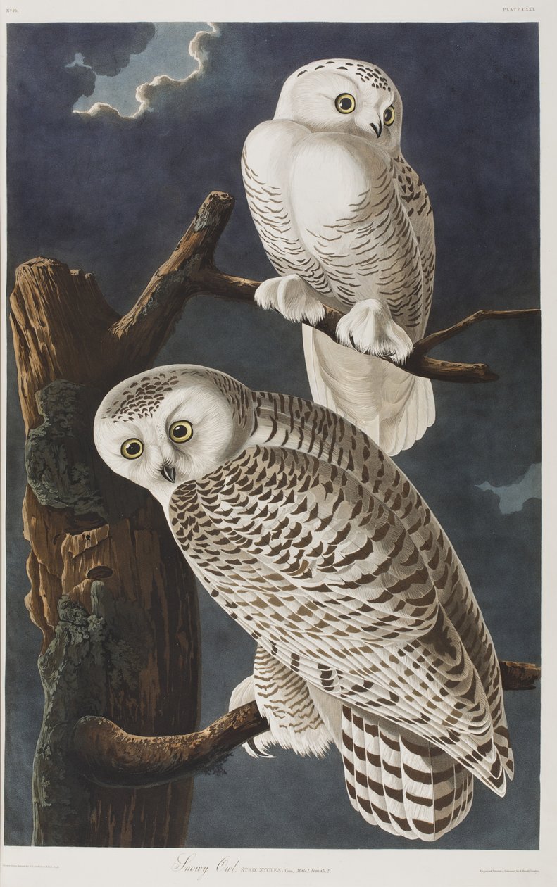 Illustration de 