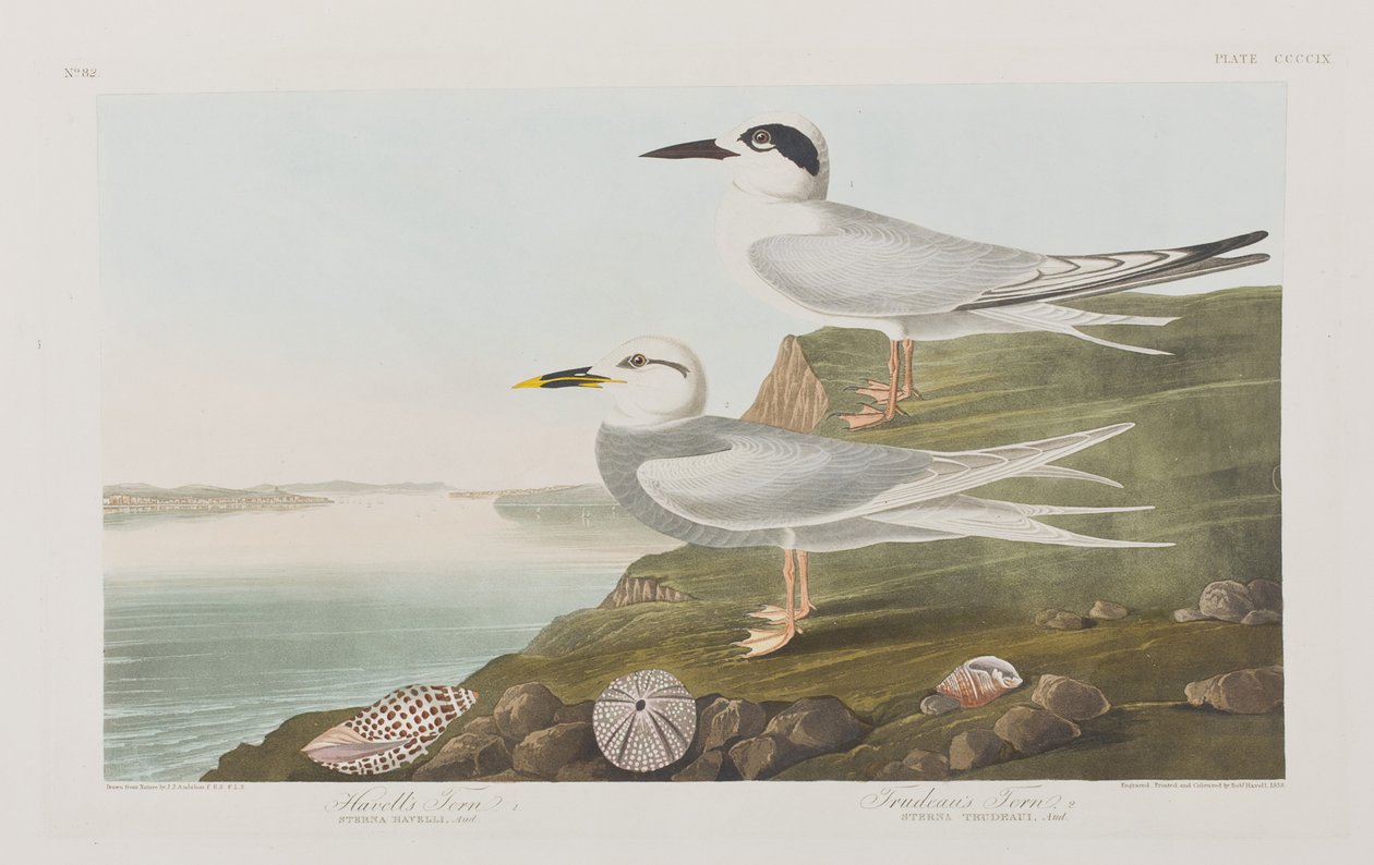 Illustration de 